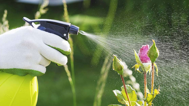 Top những loại cây trồng hàng rào đẹp và dễ chăm sóc nhất 9 ngan ngua sau benh cho cay trong hang rao bang bien phap phun thuoc